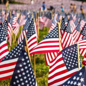 Many American flags displayed on grass.